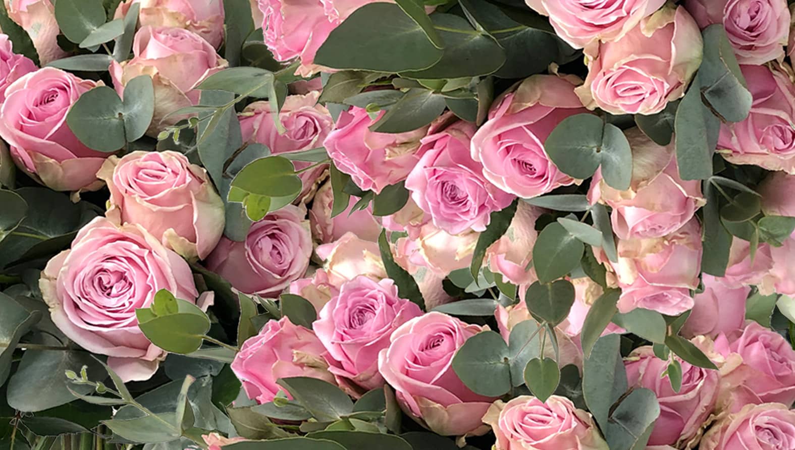 roses-delightfull-size-pink.jpg